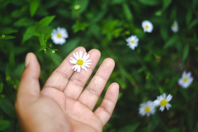 Close-up of hand holding white flowering plant