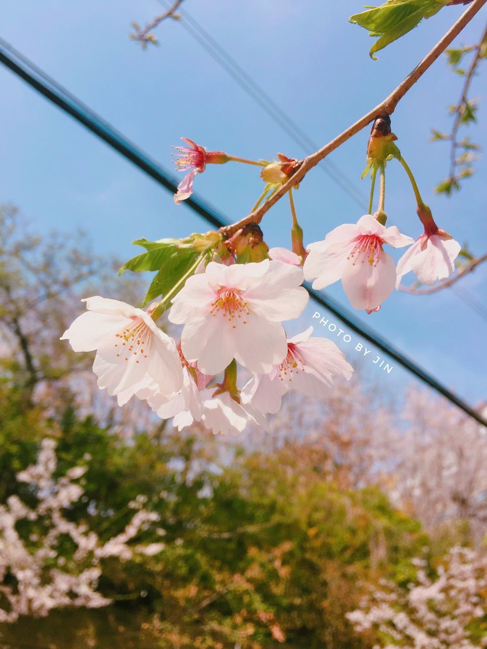 nature, growth, beauty in nature, springtime, tree, pink color, close-up, no people, flower, sunlight, freshness, outdoors, sky, day, fragility, blossom, low angle view, branch, flower head, plum blossom