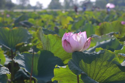 Close-up of pink lotus water lily