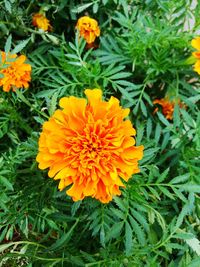 High angle view of marigold flowers blooming outdoors