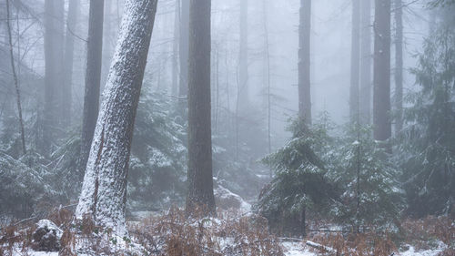 Trees in forest during winter