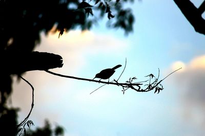 Low angle view of bird perching on branch