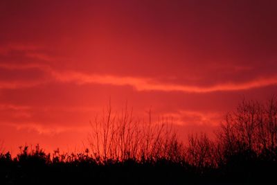 Silhouette plants on field against sky at sunset