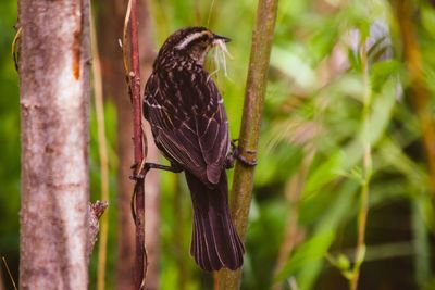 Close-up of bird perching on plant