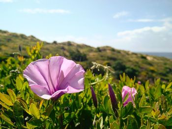 Close-up of purple flowers blooming in field