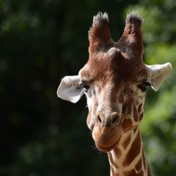 Close-up portrait of giraffe