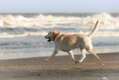 Dog standing on beach