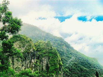 Low angle view of trees in forest against sky