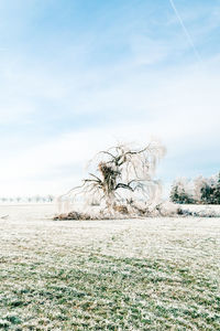 Dead tree on field against sky