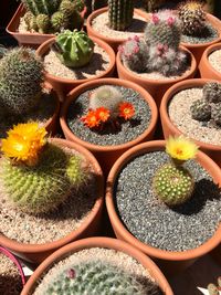 High angle view of potted plants in market