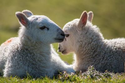 Close-up of two sheep relaxation on grass