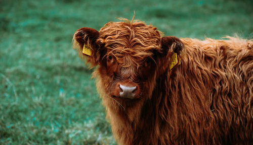 Highland cattle looking away on field