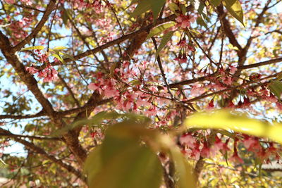 Low angle view of cherry blossom tree