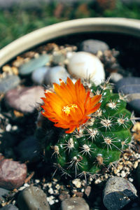 Close-up of flower blooming outdoors