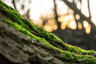 Close-up of moss covered tree trunk