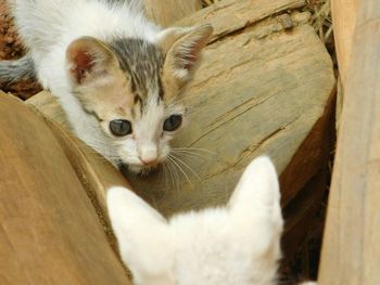 Close-up portrait of cat