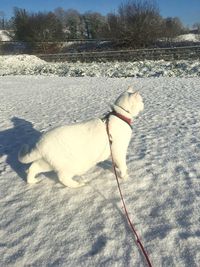 Dog lying down on land