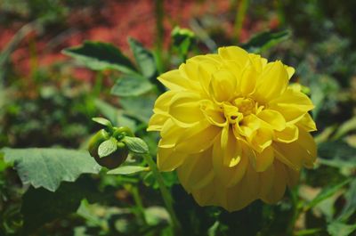 Close-up of yellow flower blooming outdoors