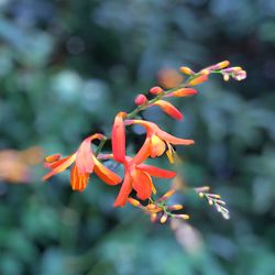 Close-up of red flowers blooming outdoors