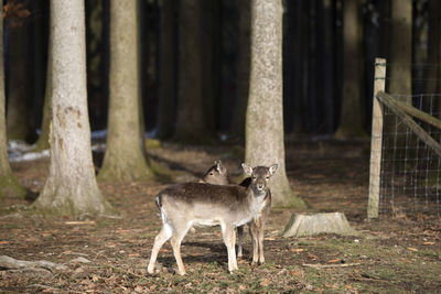 Deer in forest