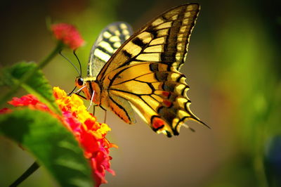 Close-up of butterfly pollinating on flower