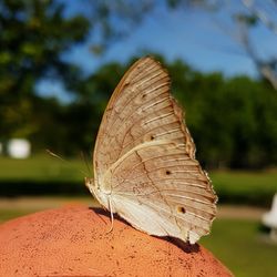 Close-up of butterfly on leaf