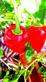 Close-up of red chili peppers on plant