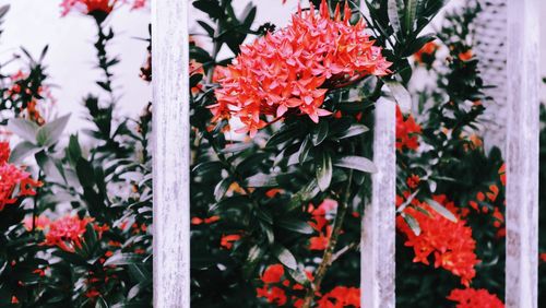 Close-up of red flowering plant