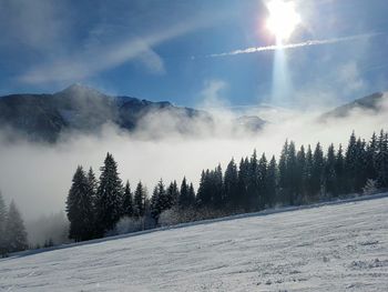 Panoramic view of trees on snow covered landscape