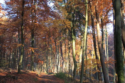 Trees in forest