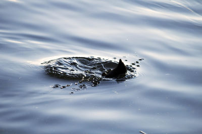 High angle view of turtle swimming in lake