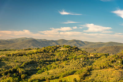 Scenic view of summer landscape