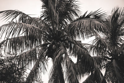 Low angle view of palm trees against sky