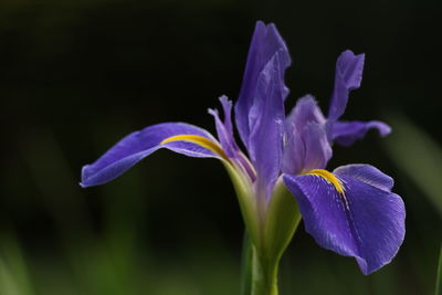 Close-up of purple iris