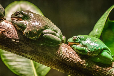 Close-up of lizard on leaf