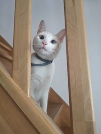 Portrait of white cat on wooden floor