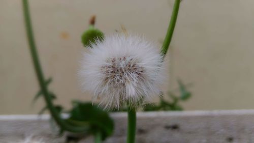 Close-up of dandelion