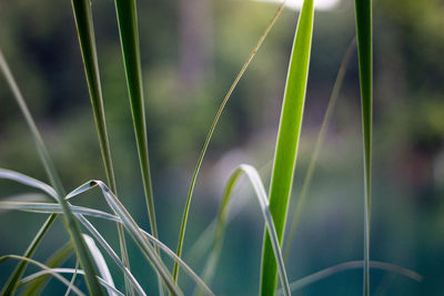 Close-up of bamboo plant on field