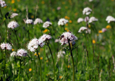 Close-up of white flowers blooming in field