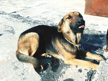 Close-up of dog sitting outdoors