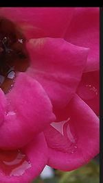 Close-up of pink flowers