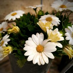 Close-up of white daisy flowers