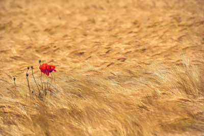 Red flower on a field