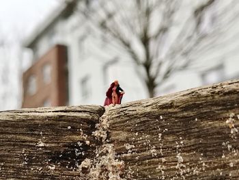 People on log against trees