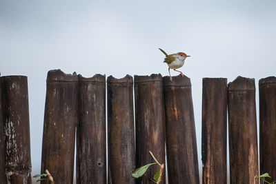 Low angle view of seagull perching on wooden post against sky