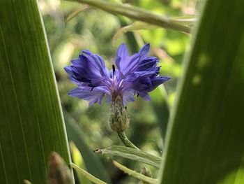 Close-up of purple flowering plant