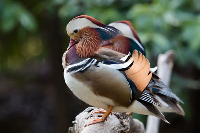 Close-up of bird perching outdoors