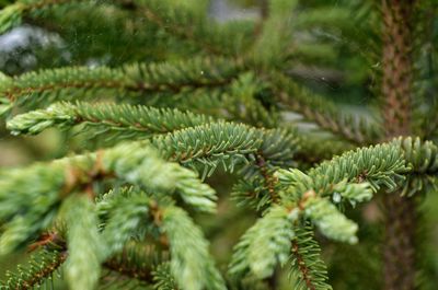 Close-up of pine tree branch