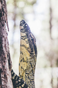 Close-up of lizard on tree trunk