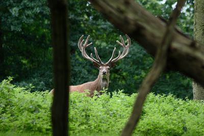 Deer in a forest